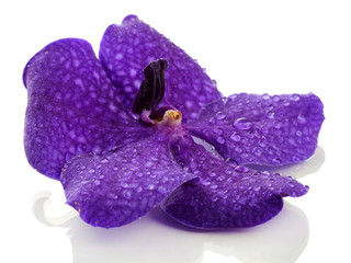 Purple orchid flower, isolated on white