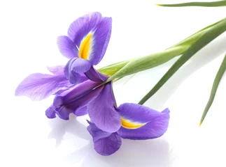 Crédence de cuisine en verre imprimé Iris Fleur d& 39 iris violet, isolé sur blanc
