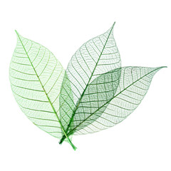 Feuilles vertes transparentes