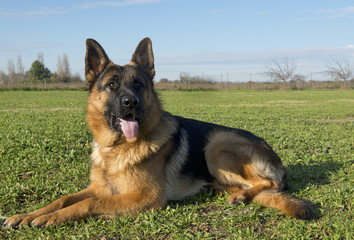 german shepherd