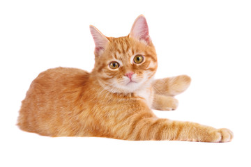 Obraz premium Classy red cat