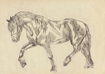 A hand drawn illustration of galloping horse © kuco