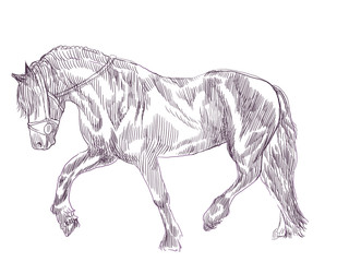 horse - an hand drawn illustration © kuco