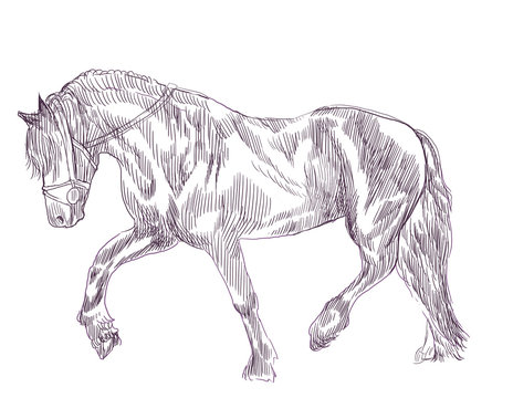 horse - an hand drawn illustration