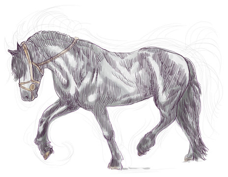 A hand drawn illustration of galloping horse