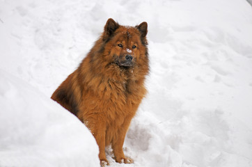 dog sitting in the snow