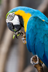 Blue-and-Yellow Macaw (Ara ararauna) eating a leaf