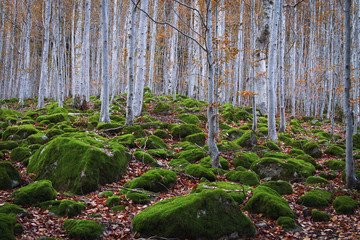 Fototapeta premium beech forest between rocks with moss in autumn