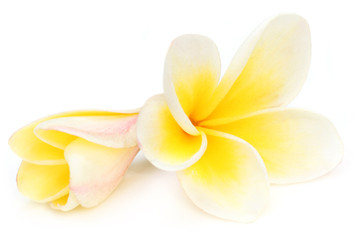 Tropical Frangipani
