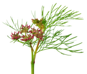 Coriander flower with leaves