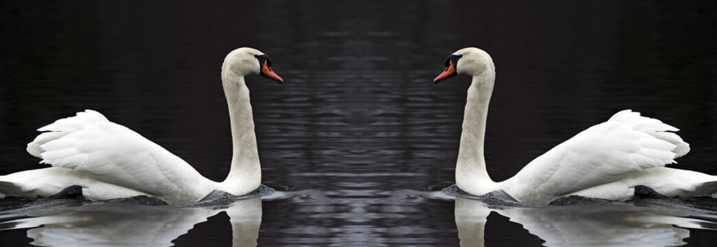 coppia di cigni riflessi nel lago