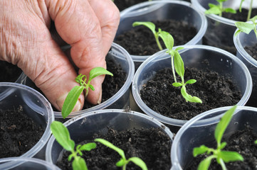 planting young tomato seedlings