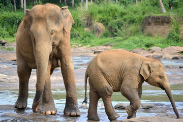 Fototapeta na wymiar Pinnawela Elephant Orphanage, matka i dziecko