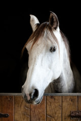 White and grey horse head in the stable
