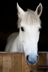 White young horse head