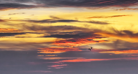 Fototapeta premium birds in the sunset sky