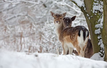 Two fallow deer in a snowy landscape