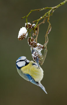 Blue tit on a snowy twig