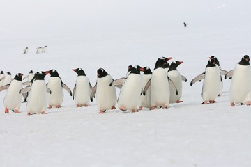 Groupe de pingouins en Antarctique