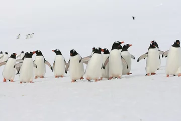 Schilderijen op glas Group of penguins in Antarctica © Olma