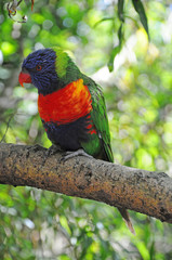a Rainbow Lorikeet in a tree