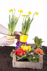 Studioaufnahme- Gartenarbeit - Blumen einpflanzen