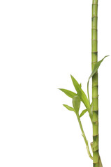 isolated bamboo