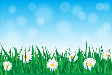 daisies in the grass