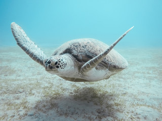Fototapeta premium Green sea turtle