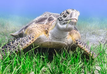 Printed kitchen splashbacks Tortoise Green sea turtle