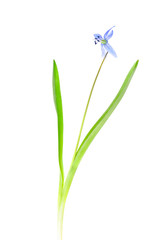 Snowdrop blue isolated on a white background