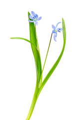 Fototapeta na wymiar Snowdrop blue isolated on a white background