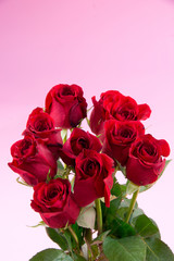 Obraz premium Red roses