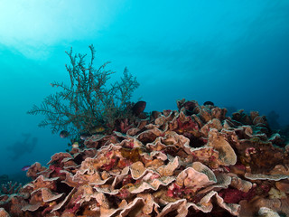 Fototapeta premium Feuerkoralle (Millepora platyphyllia)