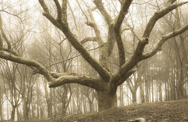 Fototapeta premium tree