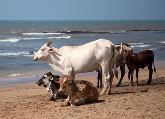 Holy Indian cows on the beach