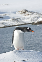 Gentoo penguin on a ski slope.