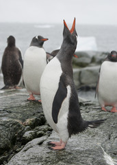 Obraz premium Gentoo penguin screaming on the rocks of Antarctic islands.