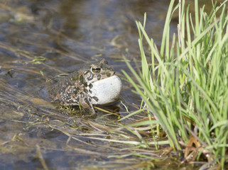 Male green frogs singing in the spring pond.