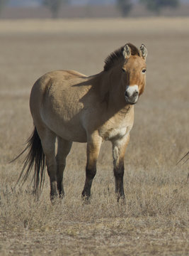 Przewalski's horse in the autumn steppe.