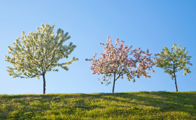 Three flowering trees against the blue sky