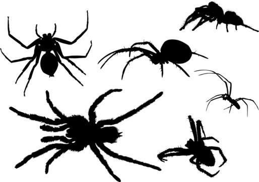 six black isolated spiders