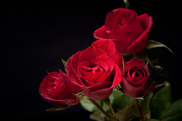 Red rose on a black background