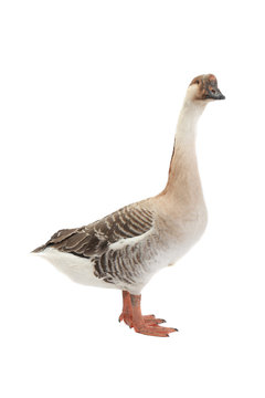 goose