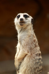 Fototapeta premium Meerkat
