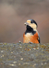 ヤマガラの食事