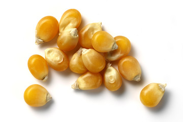 maize grains isolated