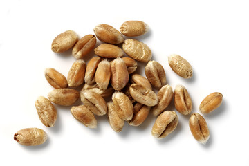 wheat grains isolated