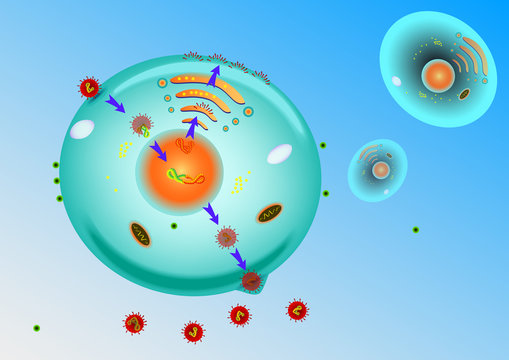 influenza Virus Replication