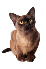 burmese cat portrait